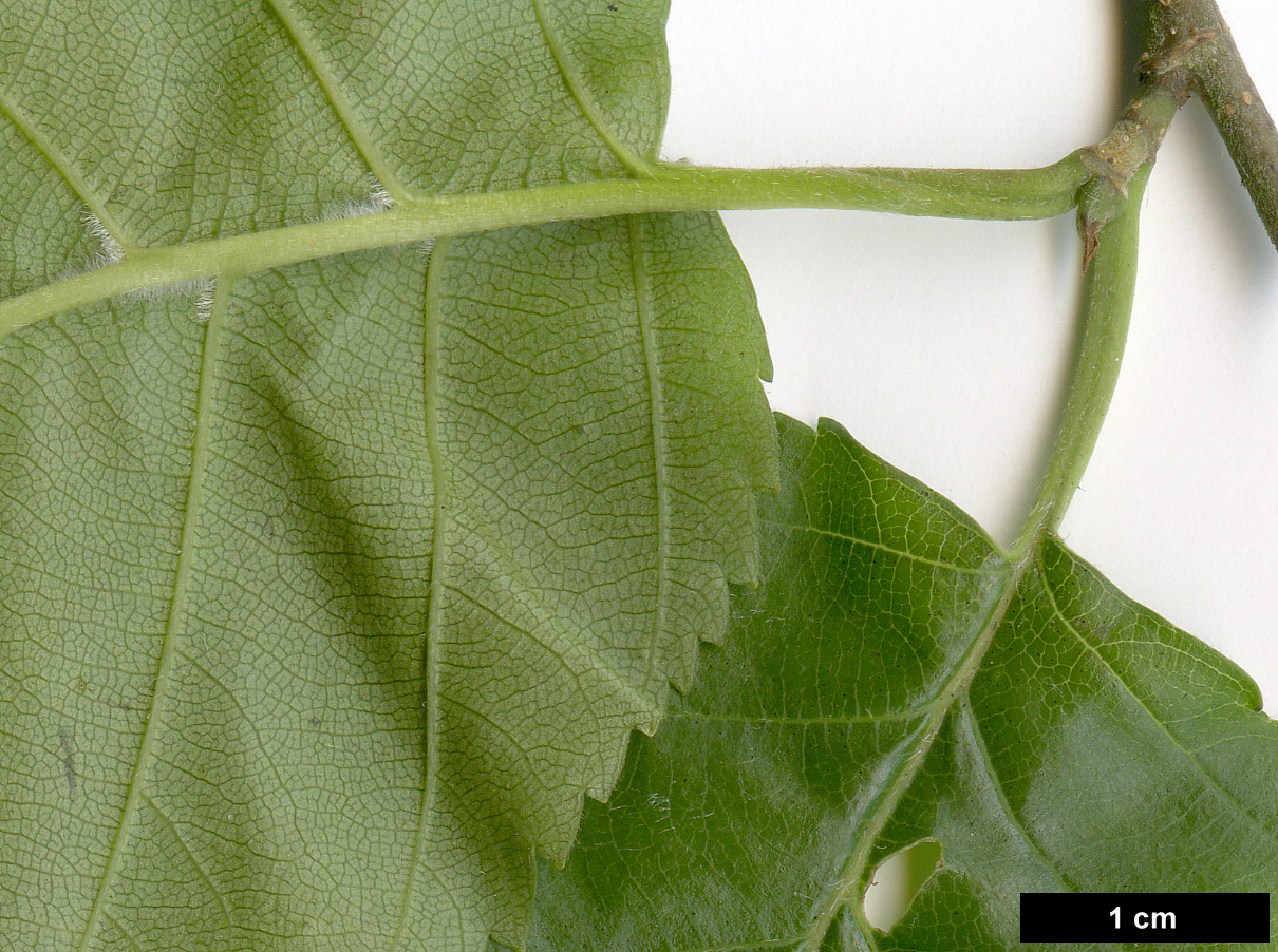High resolution image: Family: Betulaceae - Genus: Betula - Taxon: utilis - SpeciesSub: subsp. jacquemontii